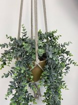 Eucalyptus Hanging Bush in Golden Globe