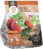 Baltus Strawberry Polka Aardbeien bloembollen per 5 stuks