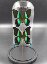 Vtw Living - Vlinder in Glazen Stolp - Vlinderstolp - Groen - 20 cm