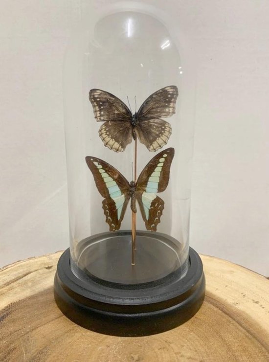 Opgezette Vlinders in Stolp - Vlinder In Glazen Stolp - Vlinderstolp Glas - 20 cm