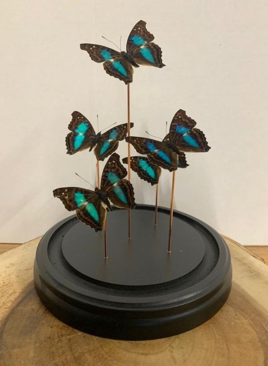 Opgezette Vlinders in Stolp - Vlinder In Glazen Stolp - Vlinderstolp Glas - Blauw - 30 cm