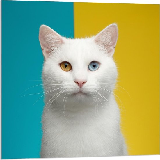 Dibond - Witte Kat met Blauwe en Gele ogen - 80x80cm Foto op Aluminium (Met Ophangsysteem)