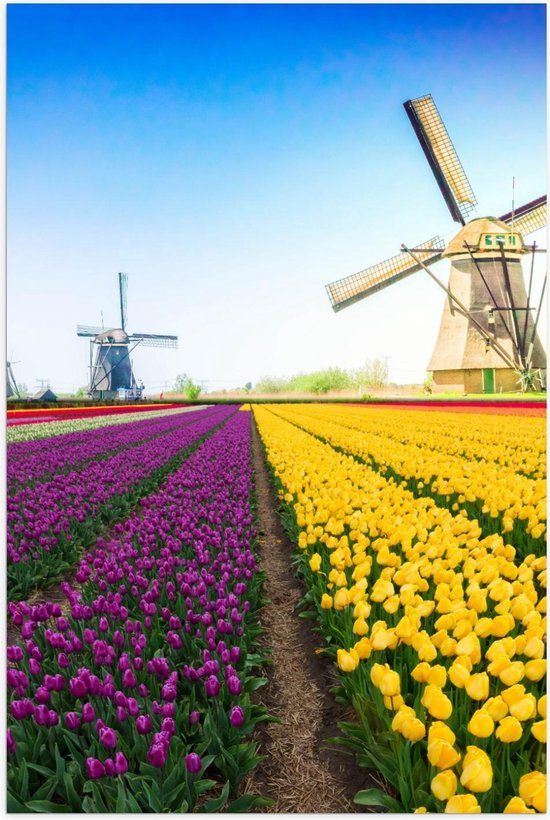 Poster – Molens in Felkleurig Tulpenveld - 40x60cm Foto op Posterpapier