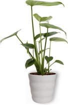 Kamerplant Monstera Deliciosa Tauerii – Gatenplant - ± 30cm hoog – 12 cm diameter  - in witte pot