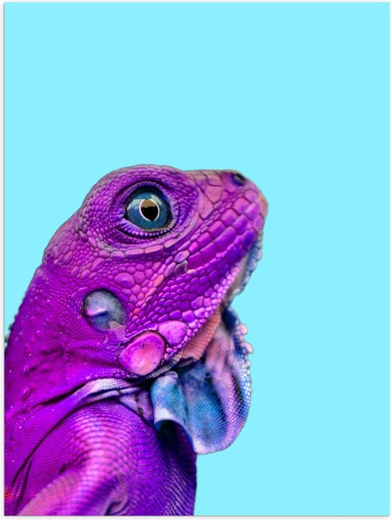 Poster – Paars Reptiel op Blauwe Achtergrond - 30x40cm Foto op Posterpapier