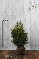 10 stuks | Buxus - Struiken Kluit 40-50 cm - Compacte groei - Geschikt als lage haag - Geschikt voor vormsnoei - Kleinbladig - Wintergroen