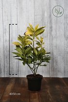 10 stuks | Japanse broodboom 'Variegata' Pot 40+ cm - Langzame groeier - Vruchtdragend - Wintergroen