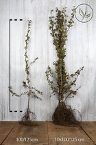 25 stuks | Meidoornhaag Blote wortel 100-125 cm - Bladverliezend - Bloeiende plant - Inbraakwerend - Populair bij vogels
