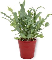 Kamerplant Phlebodium Blue Star – Blauwvaren - ± 25cm hoog – 12 cm diameter - in rode pot