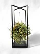 Tillandsia luchtplant op stoer stalen frame (Trendy, Kamerplanten, Scandinavisch, Nordic, Minimalistisch)