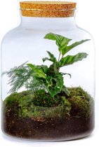 Growing Concepts Pontos Botanisch 30cm / 21,5cm / Botanisch - Terrarium: Met kurk, Large terrarium