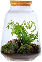 Growing Concepts Faunus terrarium - Botanische planten 35cm / 26cm / Glas - Terrarium: Large terrarium, Met Kurk