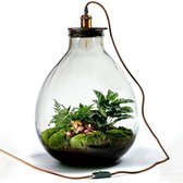 Growing Concepts DIY Duurzaam Ecosysteem Giants Ecolight XXXL - 34 Liter - Planten - Botanische Mix - H52xØ48cm