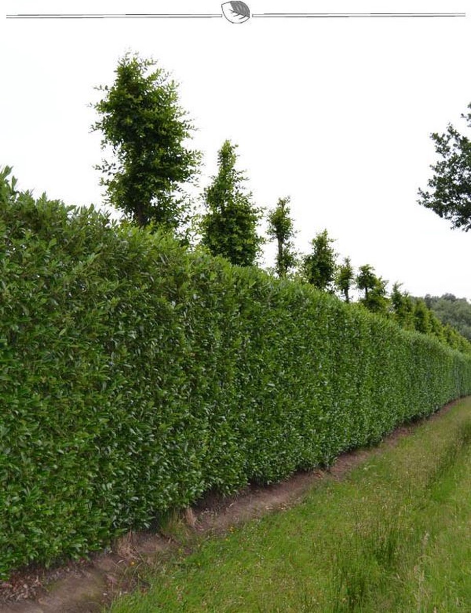 Laurier Prunus Caucasica 40-60 cm, 100x Haagplant