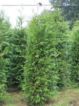 Levensboom Thuja plicata Atrovirens 120-140 cm, 12x Haagplant