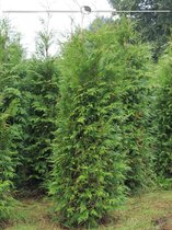 Levensboom Thuja plicata Atrovirens 140-160 cm, 50x Haagplant