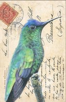 Dubbele kaart met env. Kolibrie groen/blauw11,5x17,5cm