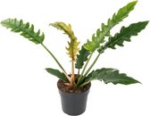 Philodendron Narrow 50 cm