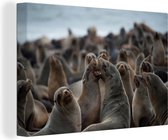 Canvas Schilderij Een grote groep zeehonden - 60x40 cm - Wanddecoratie