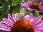 Echinacea purpurea 'Magnus', rode zonnehoed, vlinderplant, 12 x 8 cm plug