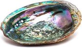 Stones & Bones® Abalone Schelp medium