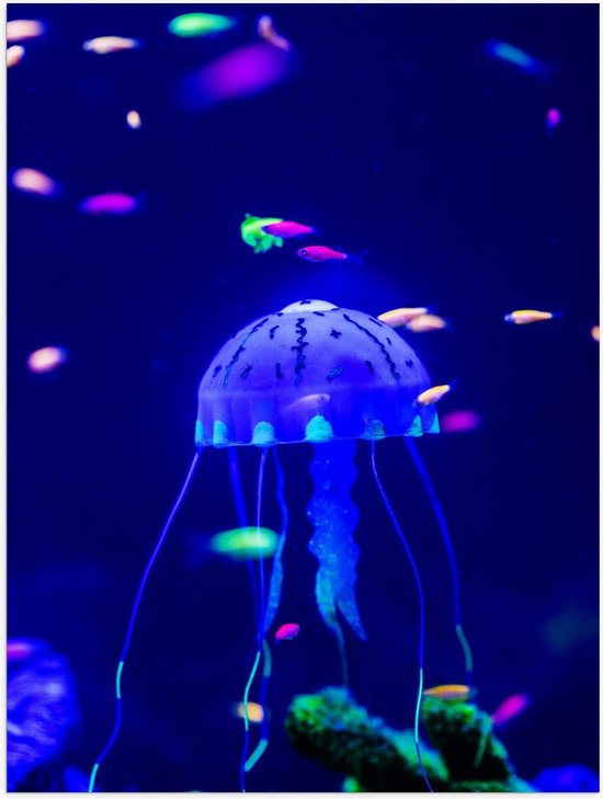 Poster – Blauwe Kwal in Aquarium - 30x40cm Foto op Posterpapier