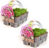 Steen- of Rotsanjer 'Diantini Splash' (Dianthus gratianopolitanus) - 12 planten (2x sixpack)