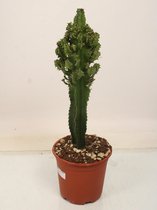Cactus van Botanicly – Cactus – Hoogte: 60 cm – Euphorbia Eritrea