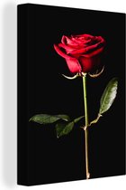 Une rose rouge sur une toile de fond noir 30x40 cm - petit - Tirage photo sur toile (Décoration murale salon / chambre) / Peintures Fleurs sur toile