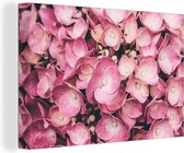 Canvas Schilderij Close-up roze hortensia's - 120x80 cm - Wanddecoratie