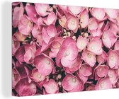 Canvas Schilderij Close-up roze hortensia's - 60x40 cm - Wanddecoratie