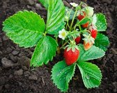 3 Aardbei plantjes! Lekker snoepen, beschuit met aardbeien op je balkon of in je tuin. Moestuin