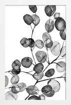 JUNIQE - Poster in houten lijst Eucalyptus waterverf zwart-wit -60x90