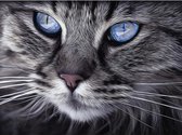 Diamond Painting voor volwassenen - Cat Blue Eyes - 50x40 cm - Special Edition
