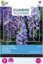 Buzzy  Flowering Climbers Wisteria Bloemzaad - Blauw