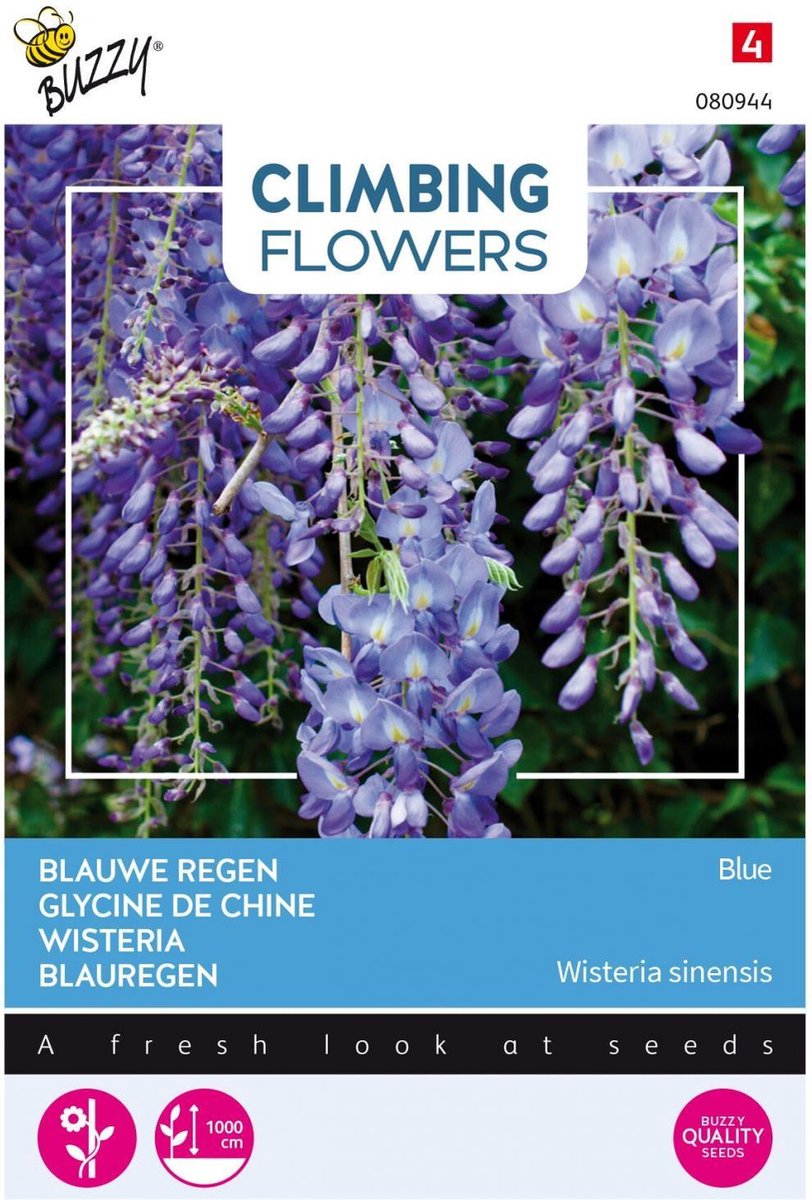 Buzzy  Flowering Climbers Wisteria Bloemzaad - Blauw