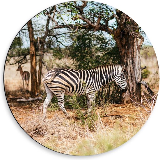 Dibond Wandcirkel - Mooie Zebra in de Natuur - 50x50cm Foto op Aluminium Wandcirkel (met ophangsysteem)