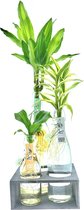Drie luchtzuiverende Water planten LOFE-Green Jewel-Trio Special