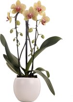 Phalaenopsis "Cascade" in witte bolpot