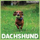 Dachshund Calendar 2021