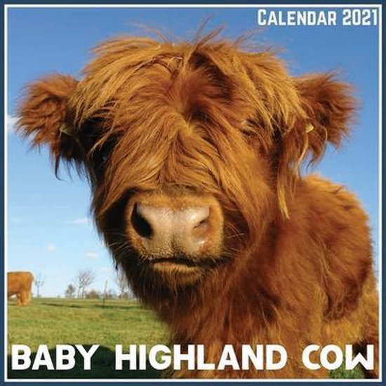 Baby Highland Cow Calendar 2021 Official Baby Highland Cow Calendar