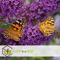 Twee vlinders met oranje vleugels en zwarte vlekken rusten op paarse vlinderstruikbloemen.