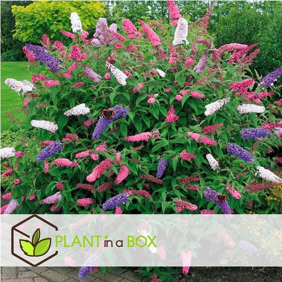 Een struik met veel bloemen in paars, roze en wit, met verschillende vlinders erop.