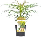 Mahonia 'Soft Caress’ - Vers Van De Kweker - ↨ 20cm - ⌀ 13cm - [Mama's Planten]