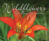 Nature Appreciation- Wildflowers