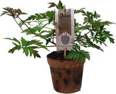 Zwarte bramenplant - Organic Family - Thornless Evergreen