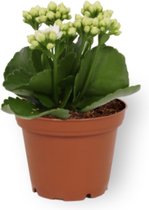 Automatisch Invloedrijk doolhof Kamerplant Kalanchoë Perfecta - met witte bloemen - ± 10cm hoog – 7cm  diameter | bol.com
