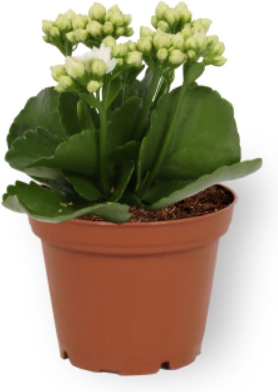 thee Afzonderlijk heks Kamerplant Kalanchoë Perfecta - met witte bloemen - ± 10cm hoog – 7cm  diameter | bol.com