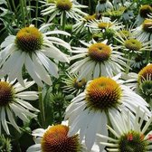 6x Zonnehoed (Echinacea purpurea 'White Swan') - P9 pot (9x9)