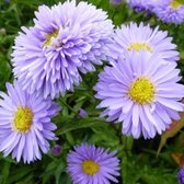 6x Herfstaster (Aster novi-belgii 'Marie Ballard') - P9 pot (9x9)